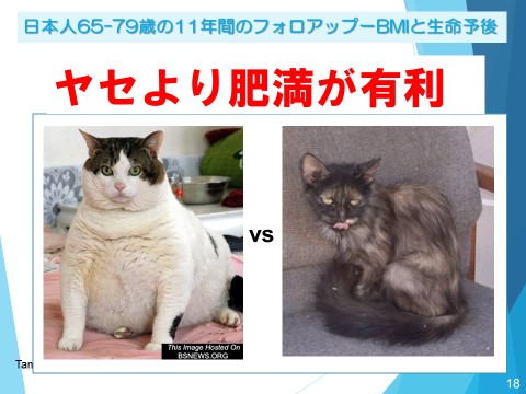 太った猫と痩せた猫