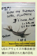 USエアウェイズの事故航空機から採取された鳥の羽毛