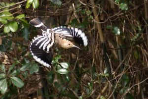 見島イメージ 渡り鳥