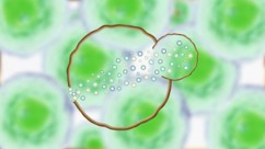 細胞膜損傷の画像